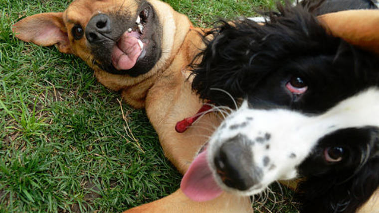 Research shows dogs have a secret language at play